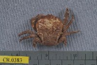 藏品(幹練居殼蟹)的圖片